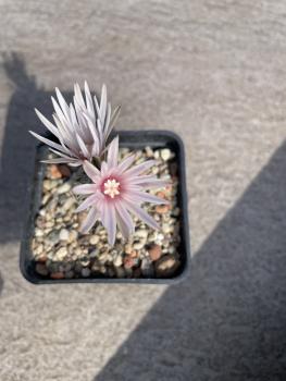 Turbinicarpus pseudopectinatus